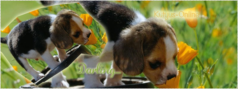 ::Little Darling:: KuTyUs-OnLinE